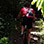 Cocoa Plantation Mountain Bike Tour