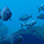 Open Water Diver Full Scuba Certification
