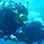 Open Water Diver Full Scuba Certification