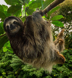 Isla de Los Monos + Santuario de Perezosos en Panamá
